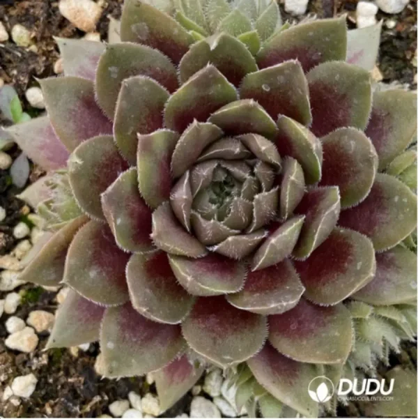 Sempervivum Uluru - Image 1