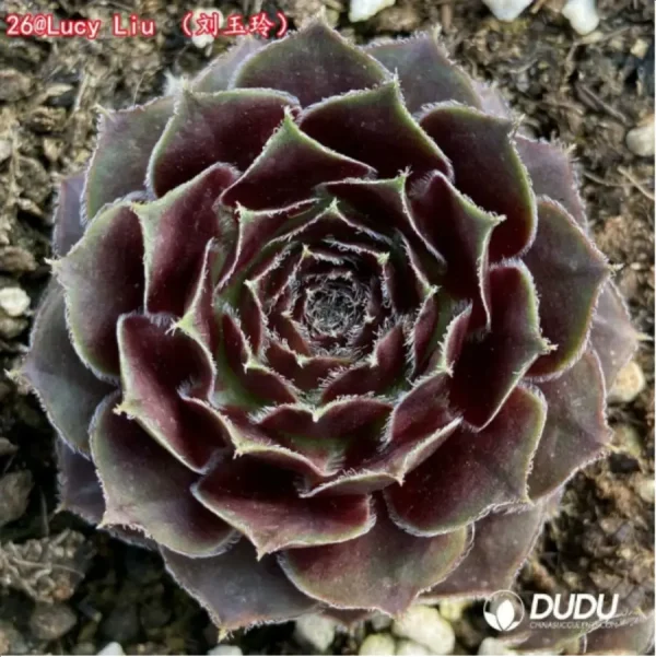 Sempervivum Lucy Liu - Image 1