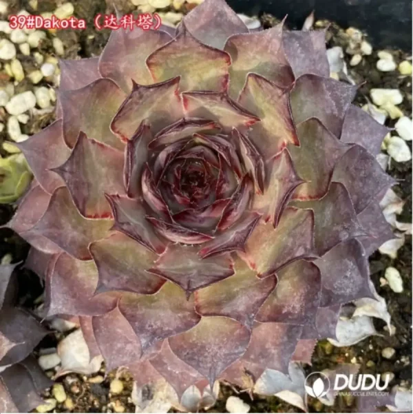 Sempervivum Dakota - Image 1