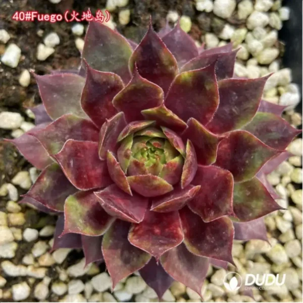 Sempervivum Fuego - Image 1