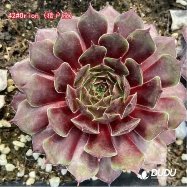 1756115142-1-1439.webp Sempervivum Orion - Image 1