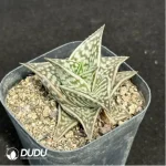 Aloe variegata L. Gonialoe variegata - Image 2