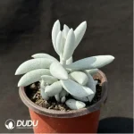 Senecio 'White Snow'