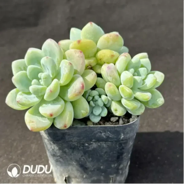 Sedum Clavatum Clustering - Image 2