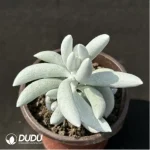 Senecio 'White Snow' - Image 2