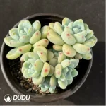 Graptopetalum Raul Clustering