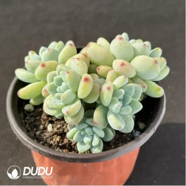 Graptopetalum Raul Clustering - Image 2