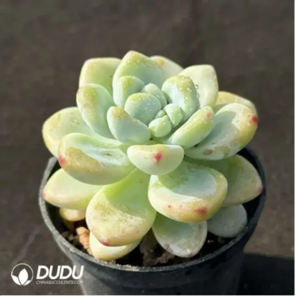 Sedum clavatum - Image 2