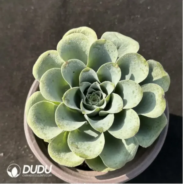 1756115154-1-2385.webp Aeonium Goblet Greenovia - Image 1