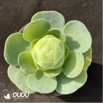 Aeonium Greenovia diplocyclum var. gigantea