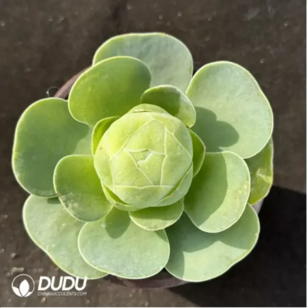 1756115156-1-2383.webp Aeonium Greenovia diplocyclum var. gigantea - Image 1