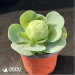 Aeonium Greenovia diplocyclum var. gigantea - Image 2