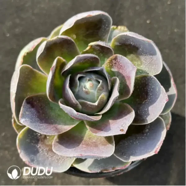 Aeonium Gold Parma Greenovia - Image 1