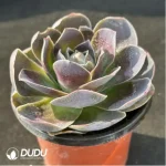 Aeonium Gold Parma Greenovia - Image 2