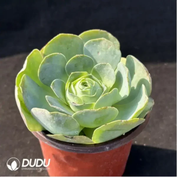 Aeonium Greenovia Arora - Image 2