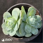 Aeonium Greenovia diplocyclum var. gigantea Double Heads