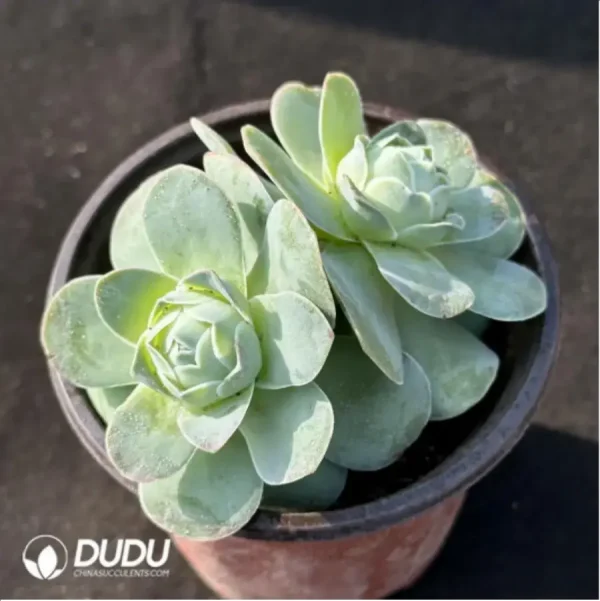 Aeonium Greenovia diplocyclum var. gigantea Double Heads - Image 2