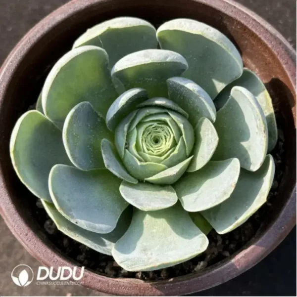 1756115164-1-2377.webp Aeonium Greenovia Gerimir - Image 1