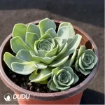 Aeonium Love letter Clustering - Image 2