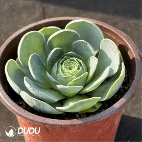 Aeonium Greenovia Gerimir - Image 2