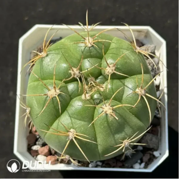 Cactus-Gymnocalycium hammerschmidii Backeberg - Image 1