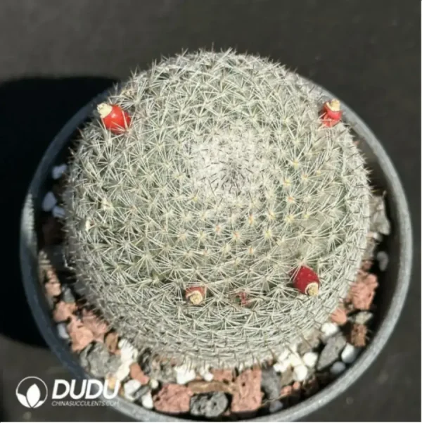 (Seed Grown)Cactus-Mammillaria candida - Image 1