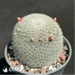 (Seed Grown)Cactus-Mammillaria candida - Image 2