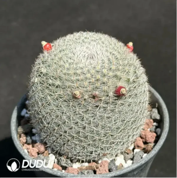 (Seed Grown)Cactus-Mammillaria candida - Image 2