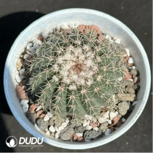 Cactus-NotoCactus-Noto - Image 1