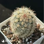 (Seed Grown)Cactus-Echinocereus dasyacanthus Engelm