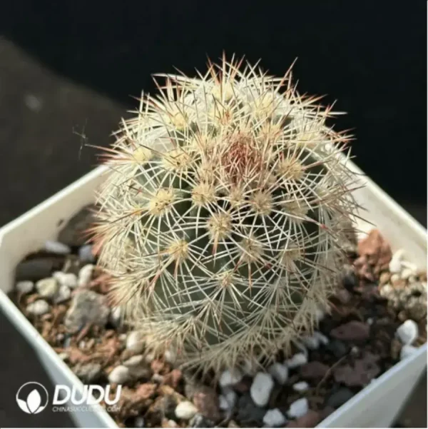 1756115174-1-2168.webp (Seed Grown)Cactus-Echinocereus dasyacanthus Engelm - Image 1