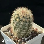 (Seed Grown)Cactus-Echinocereus dasyacanthus Engelm - Image 2