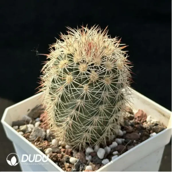 (Seed Grown)Cactus-Echinocereus dasyacanthus Engelm - Image 2