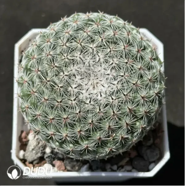 Cactus-Mammillaria brauneana - Image 1