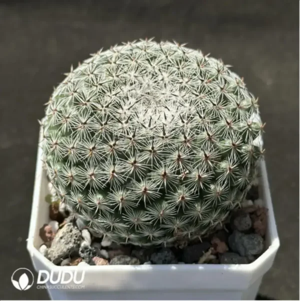 Cactus-Mammillaria brauneana - Image 2