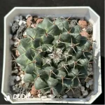 Cactus-Mammillaria Compressa