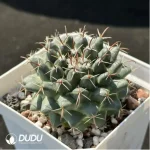 Cactus-Mammillaria Compressa - Image 2