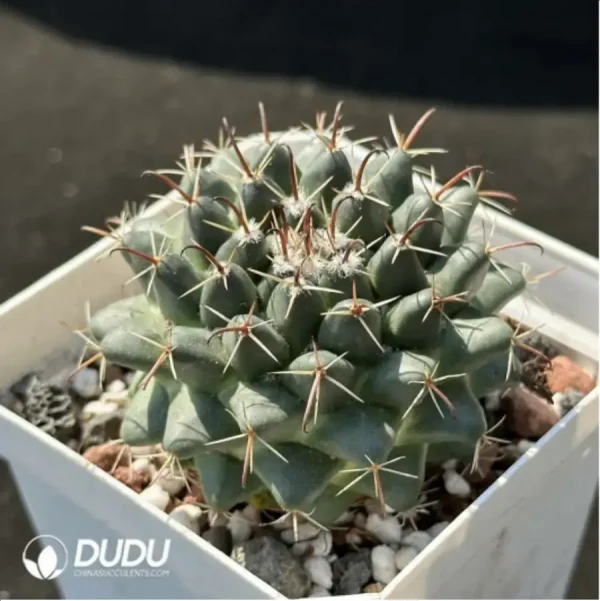 1756115182-2-1399.webp Cactus-Mammillaria Compressa - Image 2