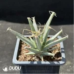 Cactus-Leuchtenbergia principis - Image 2