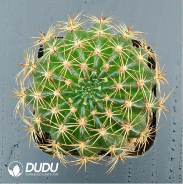 Cactus-golden lotus - Image 1