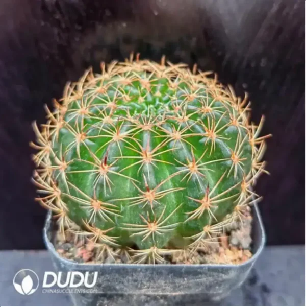 Cactus-golden lotus - Image 2