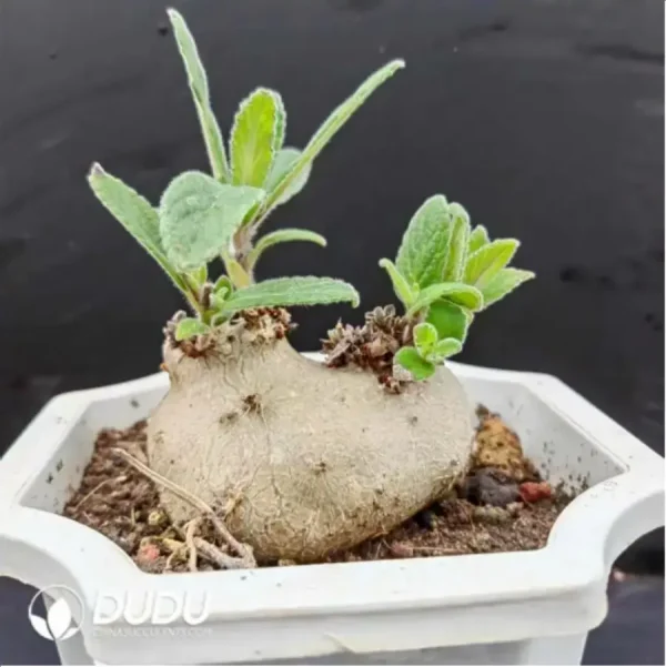 (Seed Grown)Sinningia Cliff Prince - Image 2