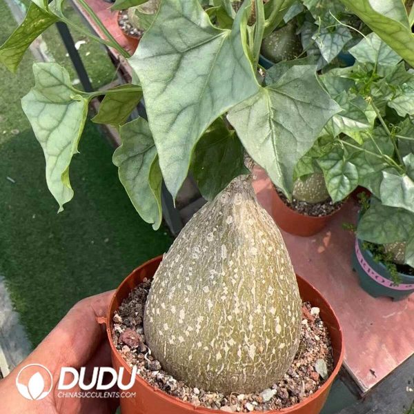 1756115188-1749192272-e201.jpg Gerradanthus macrorrhizus - Image 1