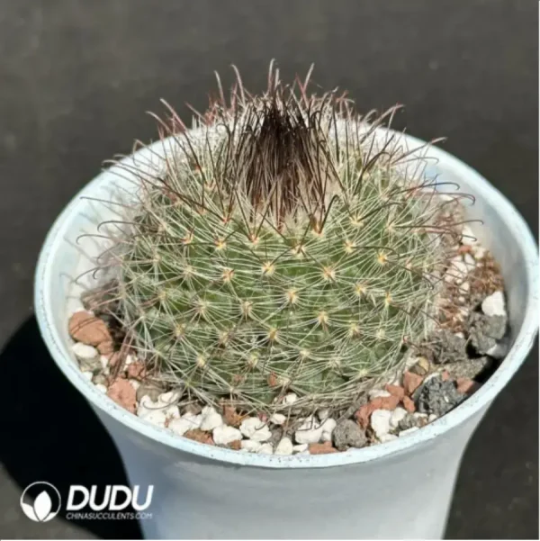 Cactus-Feixiu Jade - Image 2