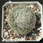 (Seed Grown)Cactus-dance star