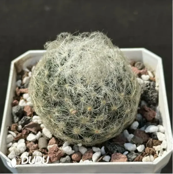(Seed Grown)Cactus-dance star - Image 2