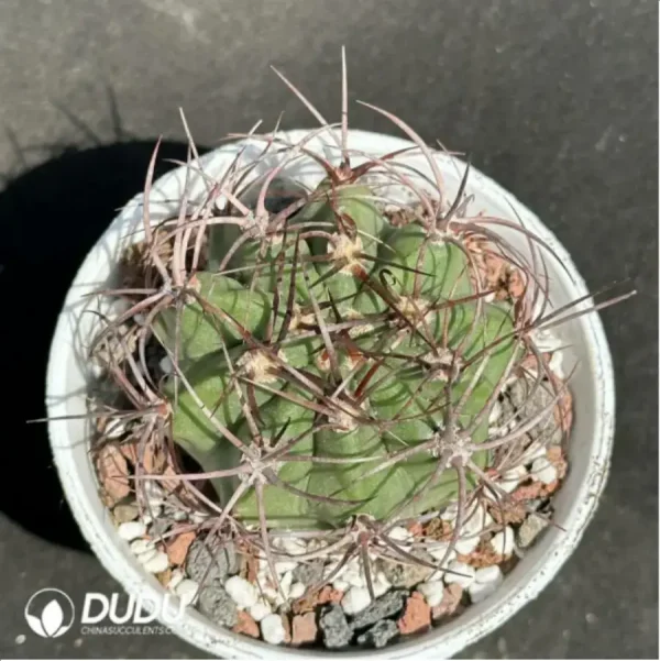 Cactus-Denmoza rhodacantha - Image 1