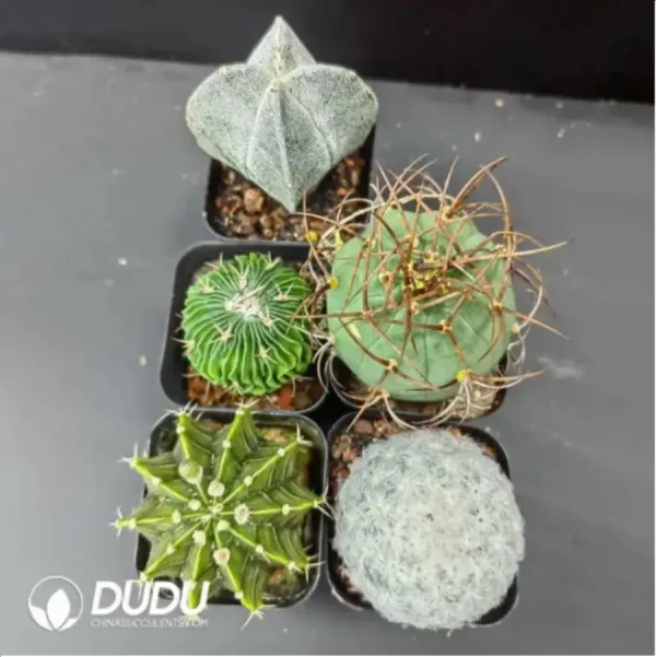 Cactus set 1 - Image 1