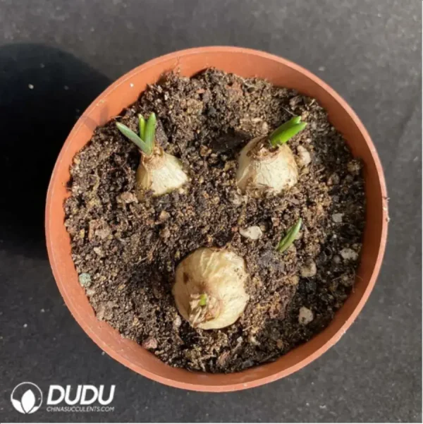 Hyacinthus orientalis 3pcs/pot - Image 1