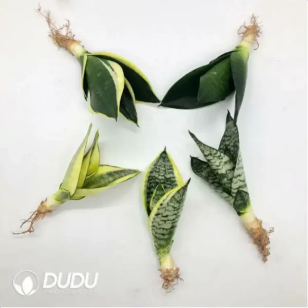 1756115199-1-2289.webp Sansevieria Five seedlings combination - Image 1